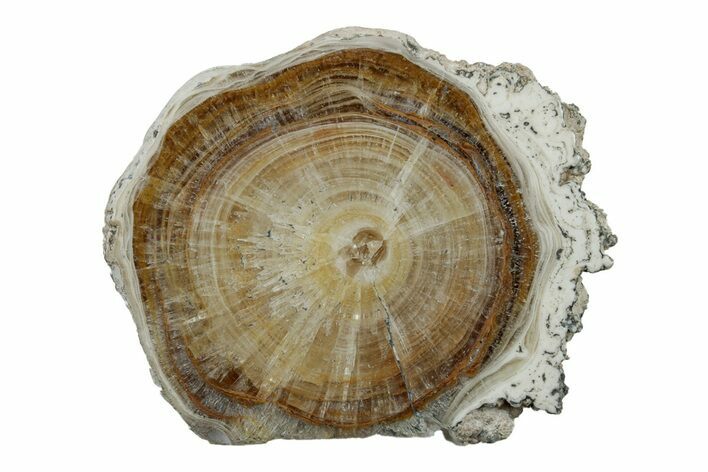 Polished Aragonite Stalactite Slice - Morocco #255301